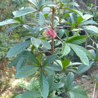 Barringtonia racemosa (L.) Spreng.